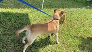 Meet HENRY a Retriever, Labrador currently available for adoption! 8/12/2026 3:45:18 PM