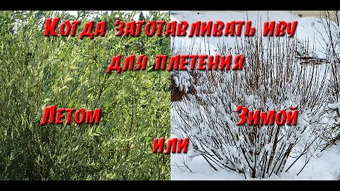 Когда лучше заготавливать(резать) иву для плетения - зимой или летом?