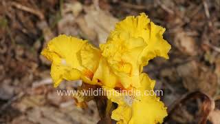 Anemone, Yellow German Iris, Hyacinth, Geranium Flowers At Wildfilmsindia Jabbarkhet