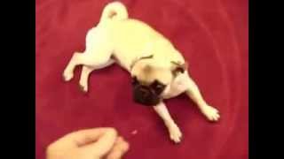 Best Dog Trick Ever Play Dead With Dramatic Pug Stumble