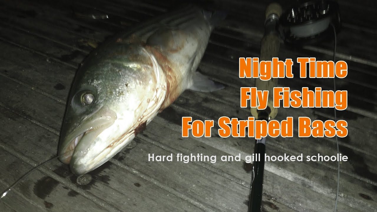 Night Time Fly Fishing for Striped Bass Hard fighting and gill hooked
