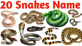 20 Snake Names in English for Kids | Learn Snake Species with Pictures and Facts | Reptiles Video