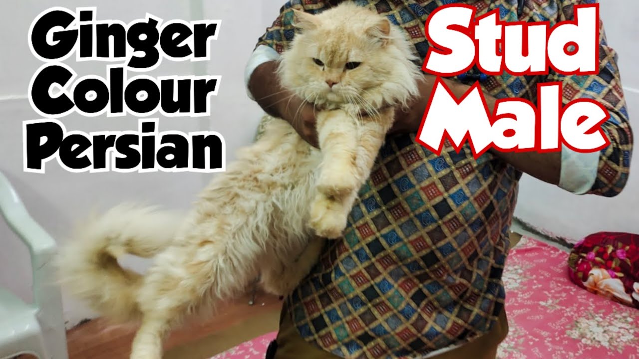 Ginger Colour Persian Cats for Sale in Hyderabad Alijah Kotla Stud