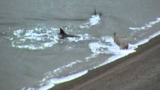 Elefante marino vs. Orcas en Argentina