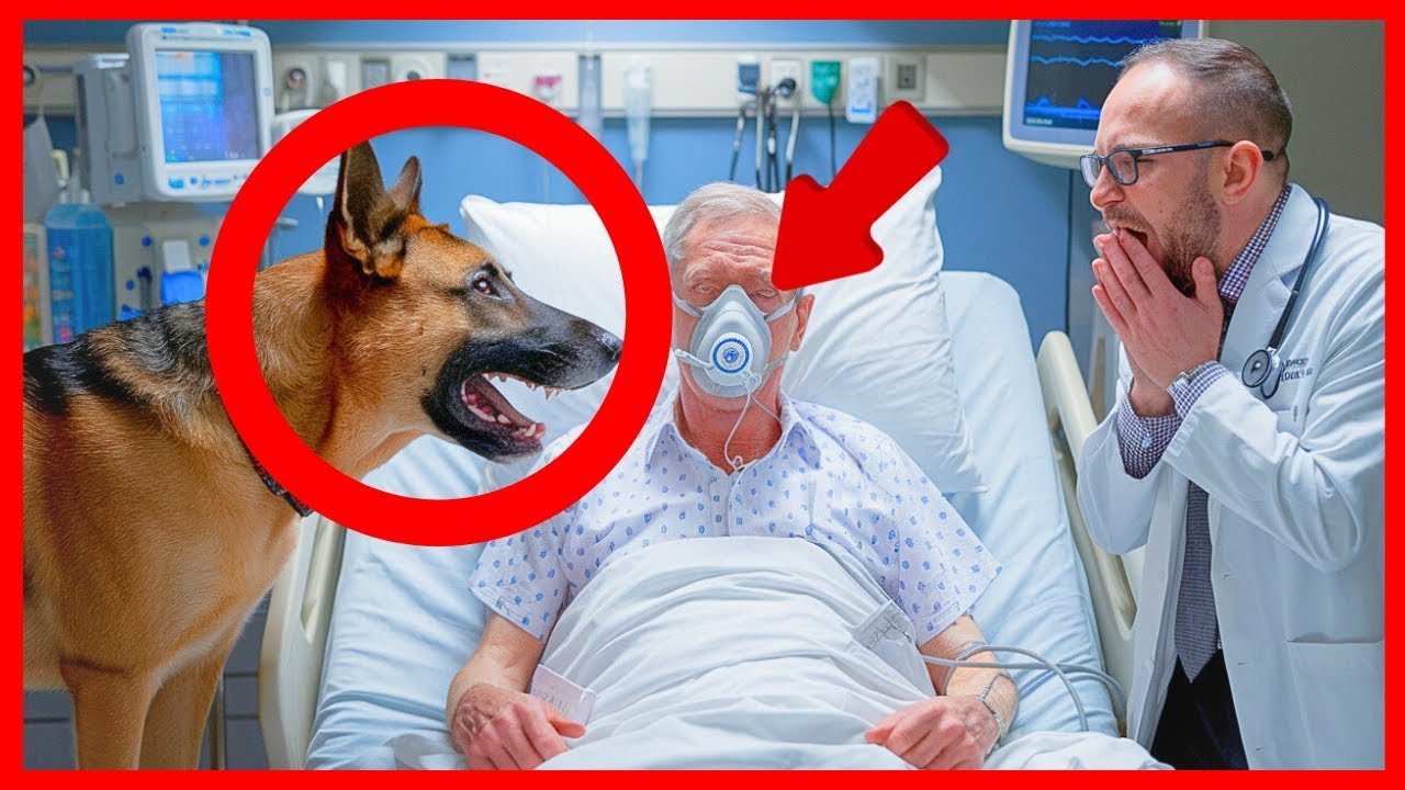 Dog Refuses to Leave Hospital Bed – What Happened to His Owner Will ...
