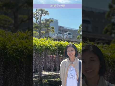 徳島の地福寺の藤棚