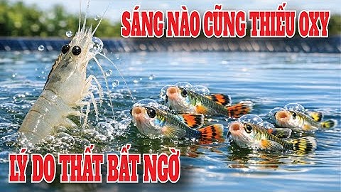 Vì Sao Tôm – Cá Yếu Buổi Sáng? Sự Thật Mà Bà Con Ít Ai Ngờ!
