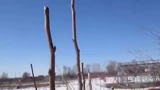 видео Как правильно произвести обрезку груши осенью