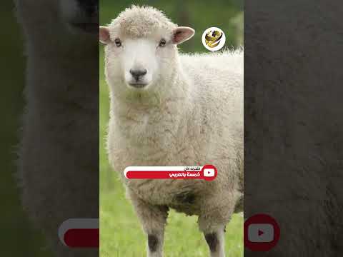 ركب العجل عربية ملاكي حرامي جاحد