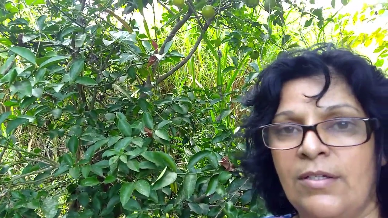 Viver na roça é tudo de bom  