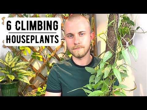 Video: What Climbing Indoor Plants Are