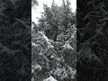 Gentle Winter Snowfall | Cozy Pine Forest Ambience for Rest &amp; Focus #snow #forest #rest