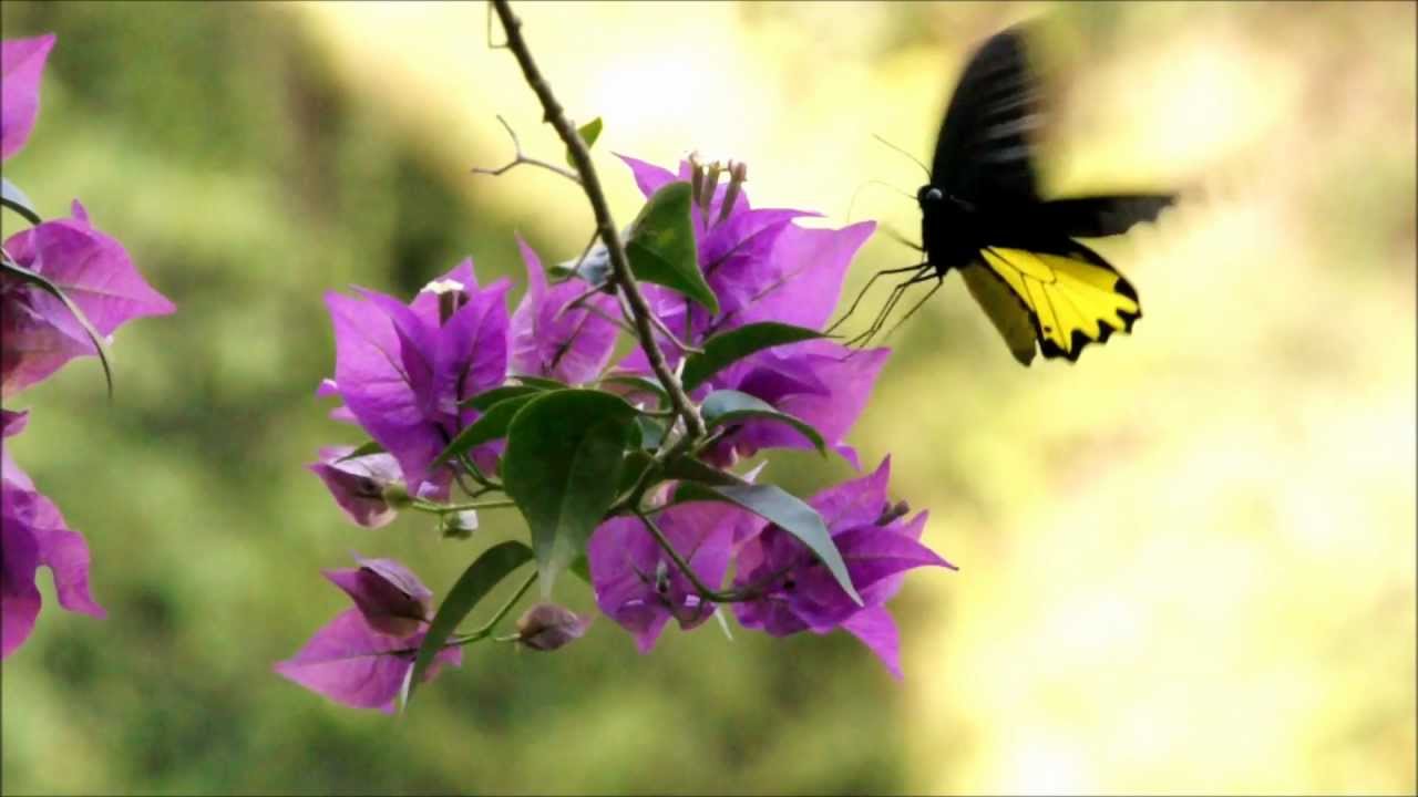 Papilionoidea: The Butterfly Belle