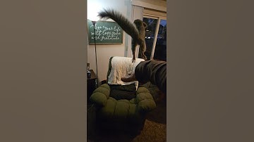 Super #slow motion jumping #squirrel.#animal #cute