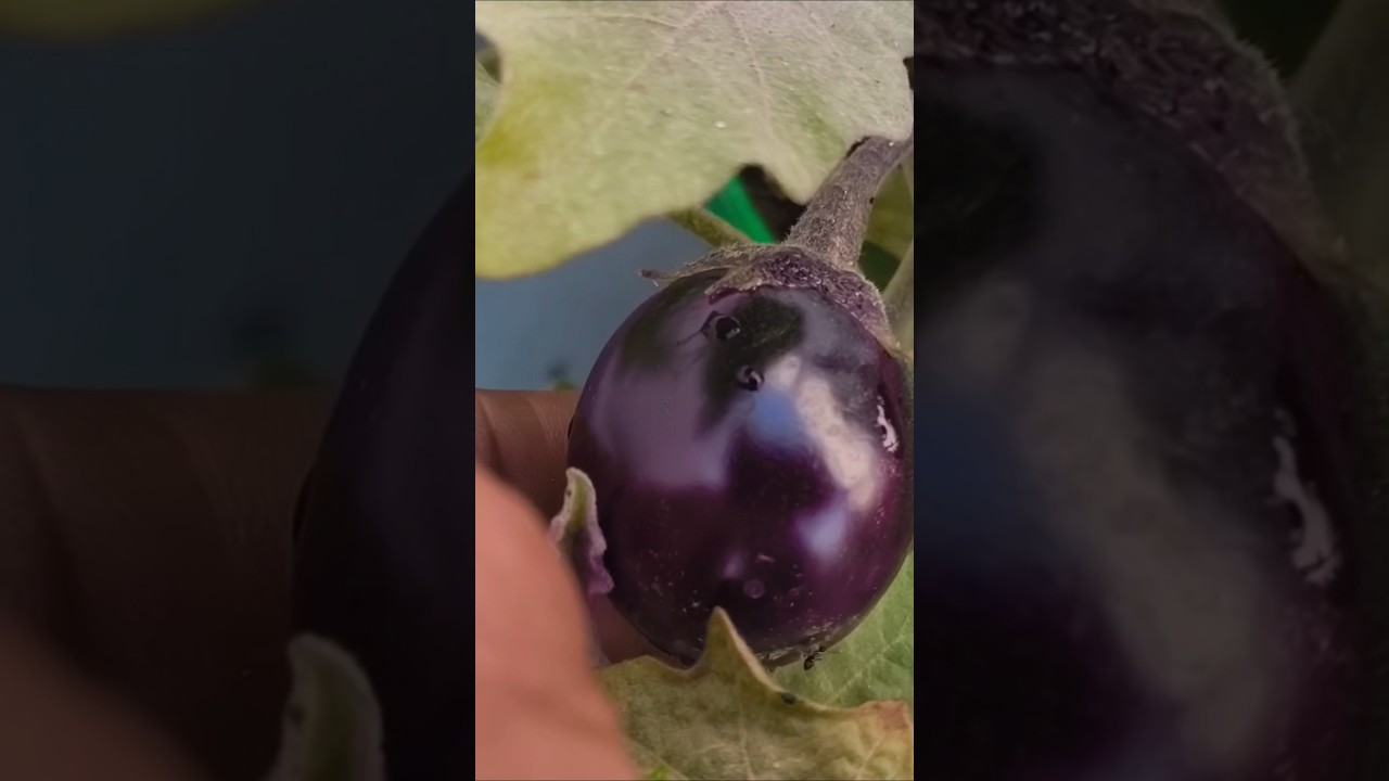 टेरेस गार्डन पर बैगन की bummer fruiting 