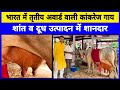 बंपर दूध उत्पादन वाली कांकरेज गाय || Dairy Farming in india || sabse jayada dudh dene wali gay ||