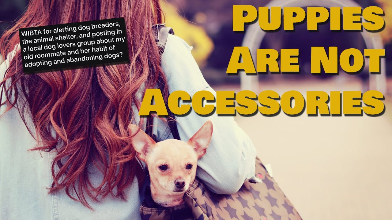 How Do You Stop Someone Abandoning Dogs R AITA YouTube