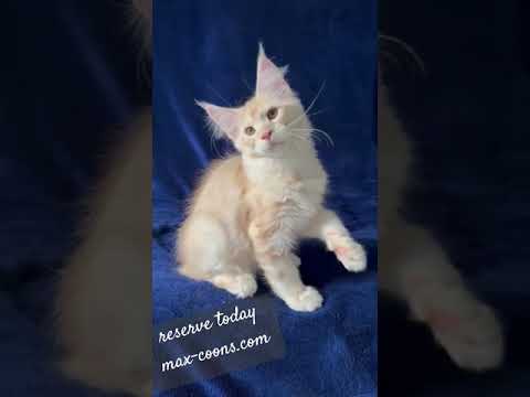 Video 6053011: mainecoon cat purebred, mainecoon cat kitten