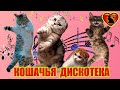 Кошачья дискотека.