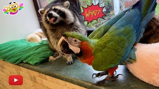 Marcel the raccoon shared with Archie the parrot.  Марсель поделился своим фиником с попугаем Арчи.