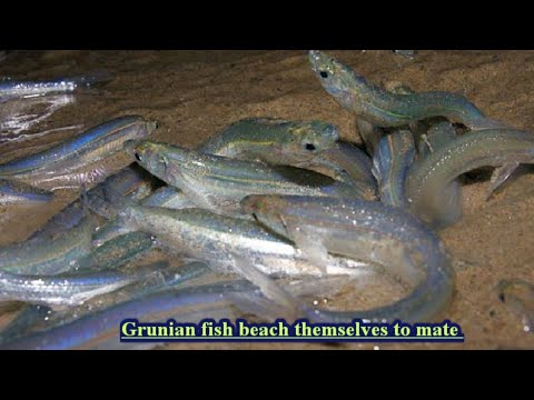 See how Grunion Fish sea coast themselves to mate || GeographicalReveal ...