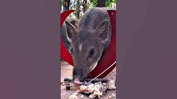 Wild boars fall into traps. #trap #wildlife #youtube #traphiphoptypebeat #hypetrap #trapeton