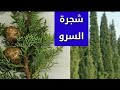 فوا ئد شجره السرو كامل النبات من اوراق وثمار معلومات من ذهب الرجاء الاشتراك بالقناة وتفعيل الجرس 