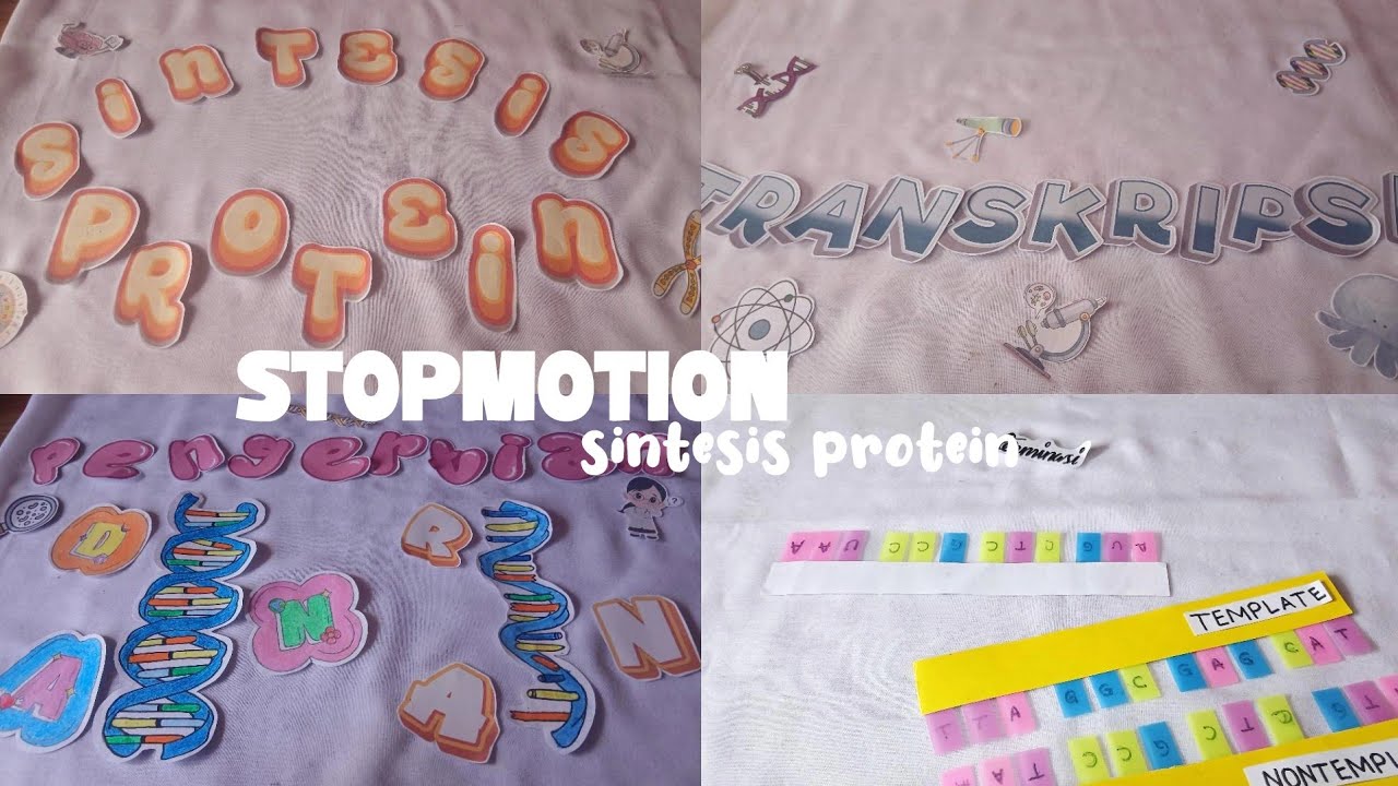STOPMOTION SINTESIS PROTEIN || XII F