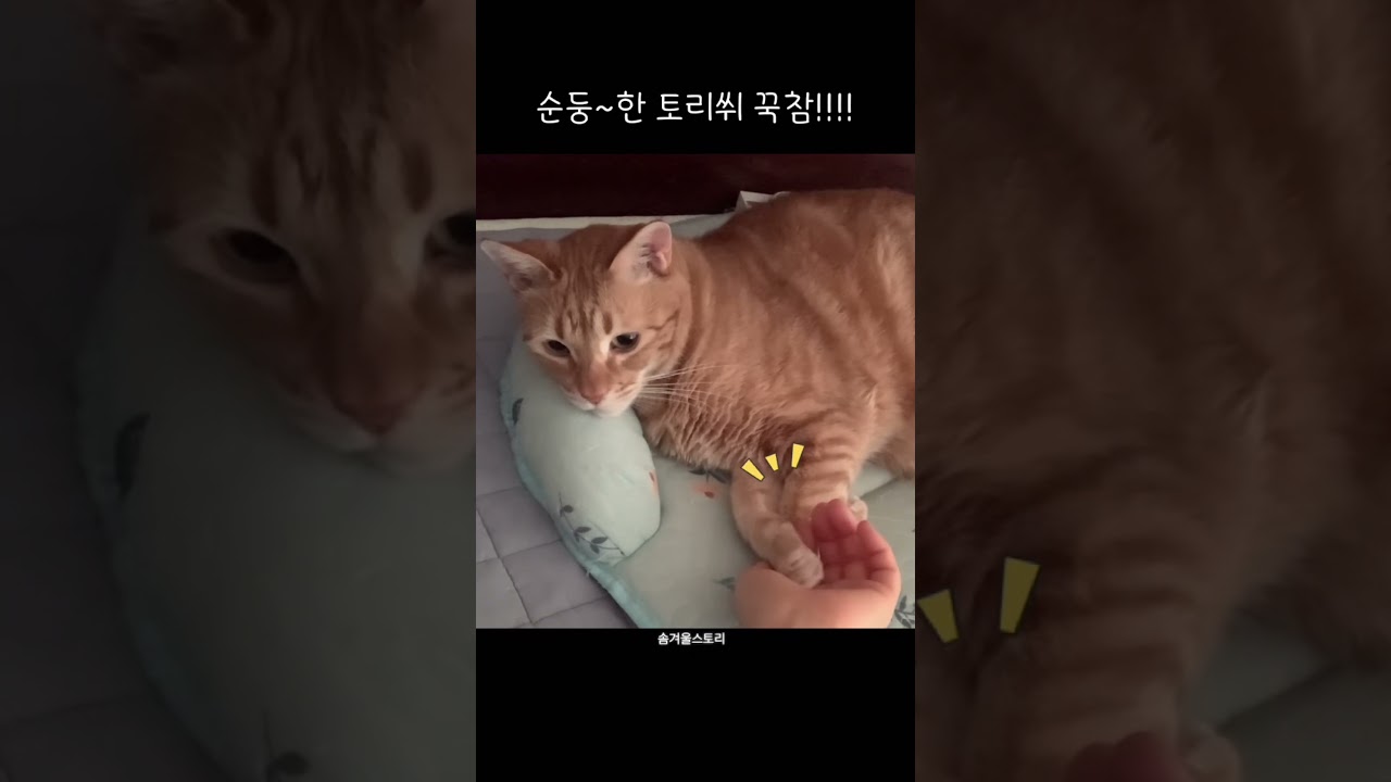 집사 재워주는 고양이#치즈냥이_토리 #cat