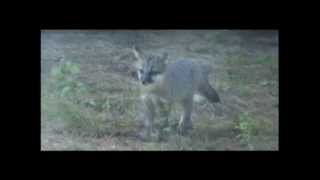 My Backyard. Baby foxes playing
