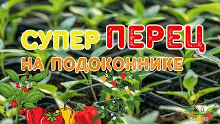 Супер Перец на подоконнике