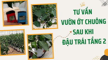 Tư vấn vườn ớt chuông sau khi đậu trái tầng 2 - FUNOFARM