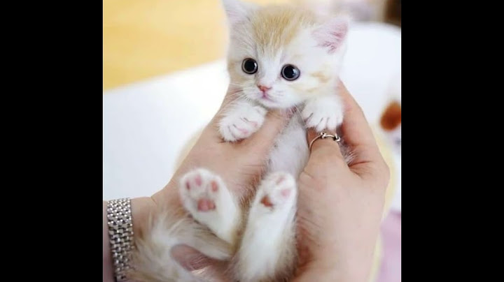 Video 3154571: british shorthair kittens, cat feeding kittens, mom feeding kittens, kittens born, little kitten, cute kitten