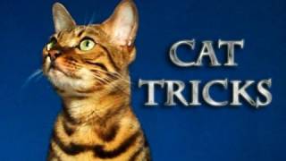 Amazing Cat Tricks by Kaiser the Bengal