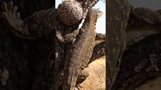 Biawak Berburu Mangsa #biawak #bertelur #berburu