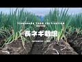 長ネギの収穫と今後の予定　19/12/22