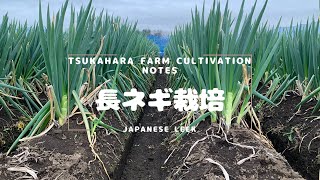 長ネギの収穫と今後の予定　19/12/22
