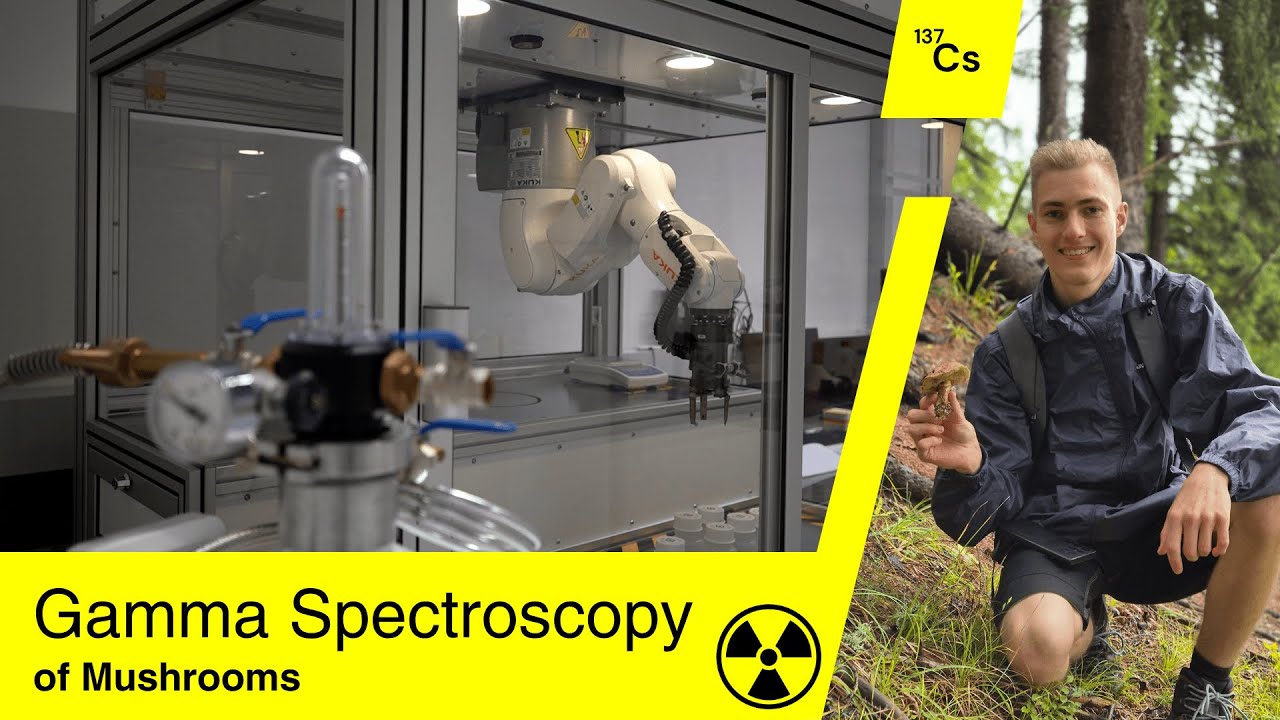 Проверка грибов на радиацию! 