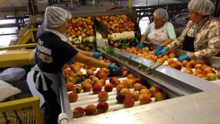 Peach Processing Profile