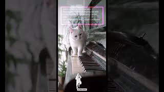 #intanlembata #eckoshow #shorts #shortsfeed