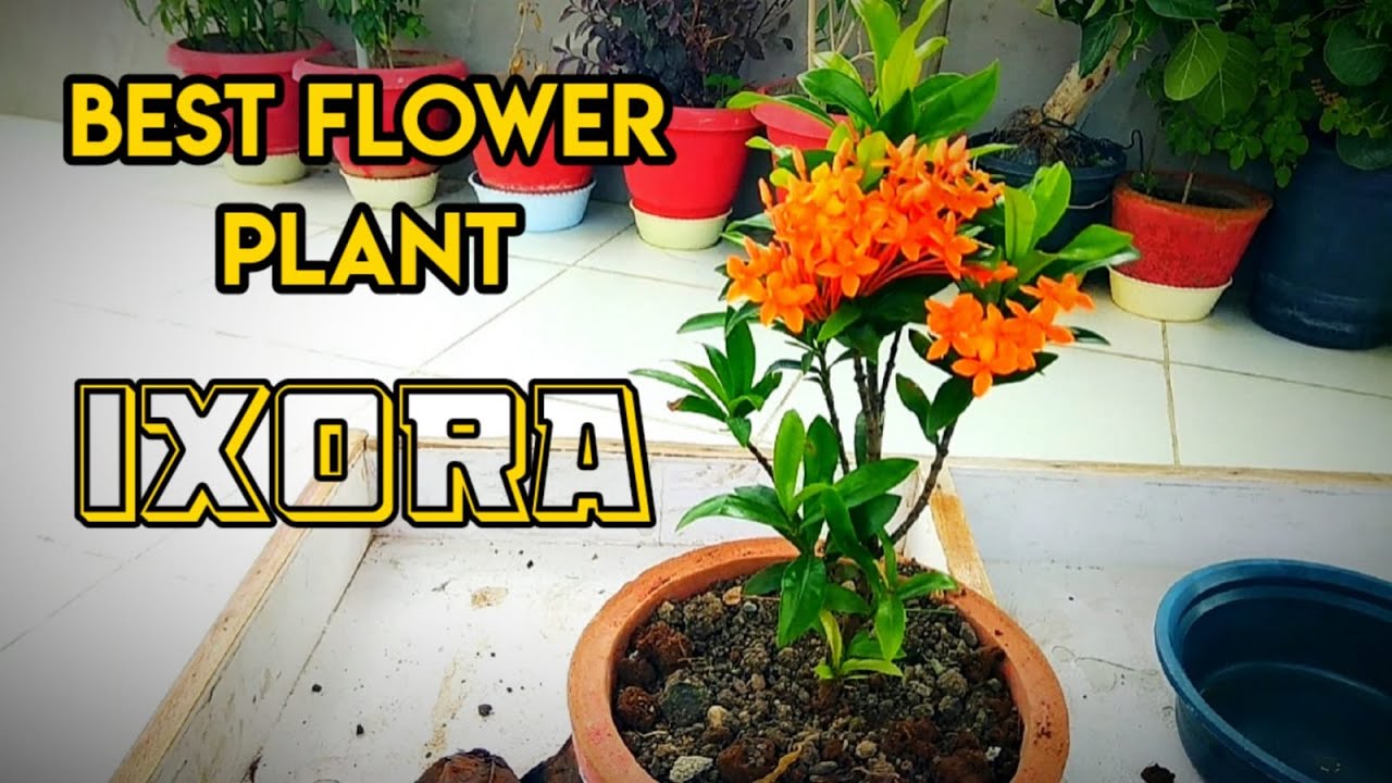 How to Grow & Repotting Ixora in Pot Best Flowering PlantIxora Plant