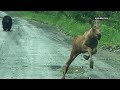 Couple snaps a photo of a bear chasing a moose calf in Maine