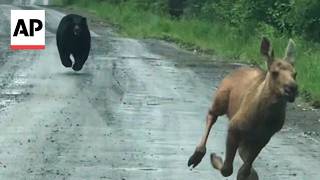 Couple snaps a photo of a bear chasing a moose calf in Maine