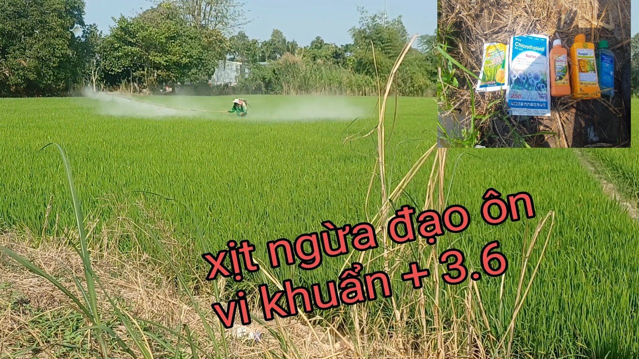 phun thuốc giai đoạn 49 ngày 3.6 đạo ôn vi khuẩn lúa 5451 vụ đông xuân 