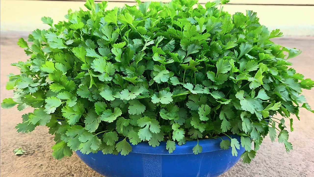 Как выращивать кинзу в очень холодную погоду | Советы по выращиванию кинзы