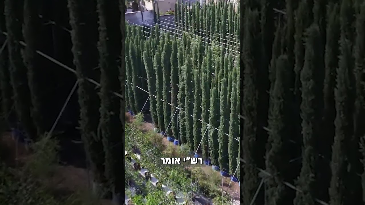 Uploads from זאת התורה אדם שיעורי תורה