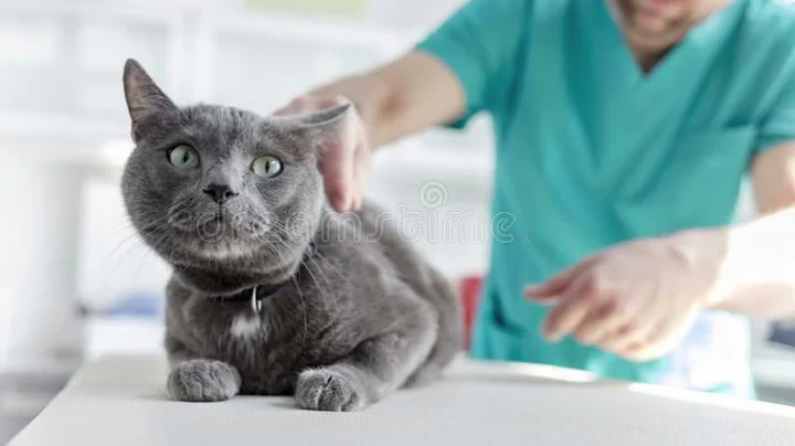 Fantastic Felines: Russian Blue