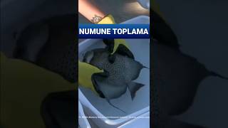 Doğrudan Gözlem Ve Numune Toplama Dalgıçların Gözünden Derin Deniz