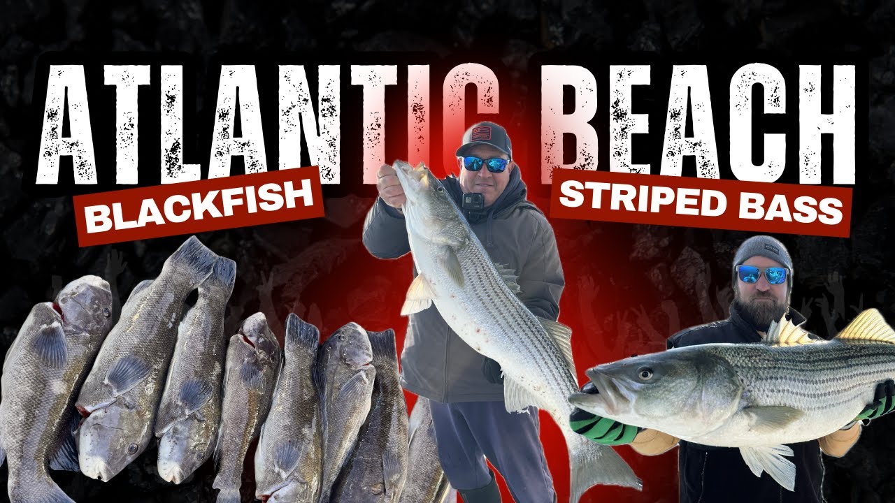 Черный окунь и полосатый окунь — осенняя рыбалка — риф на Атлантическом пляже