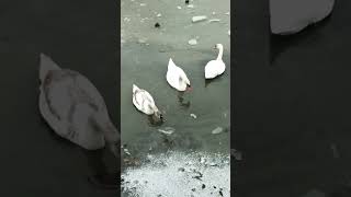 🦢🦢🦢 #winter #see #freunde
